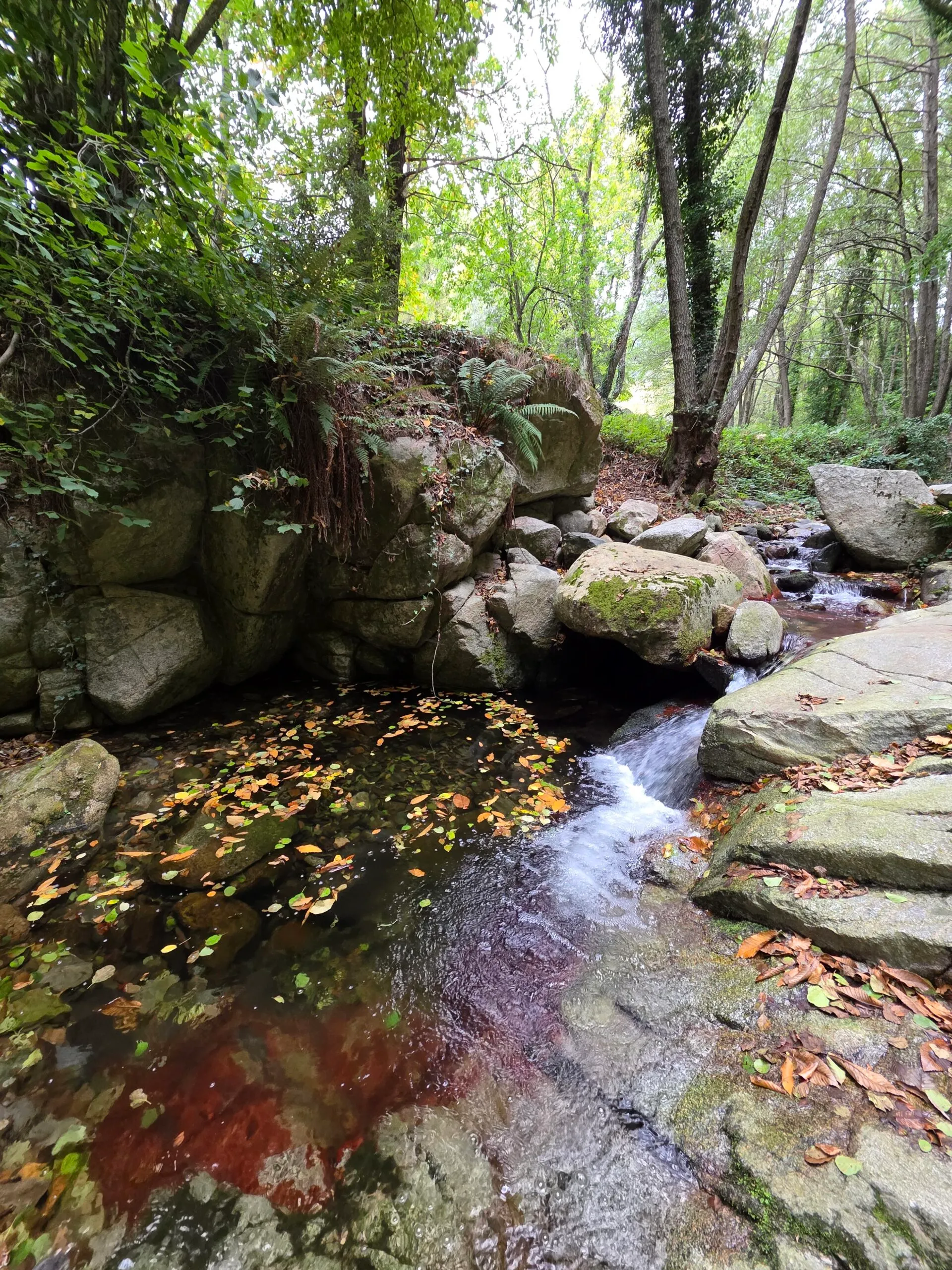 Bosque y naturaleza