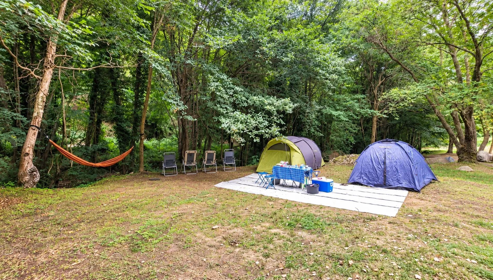Parcela de camping entre robles y hayas en Nova Forest