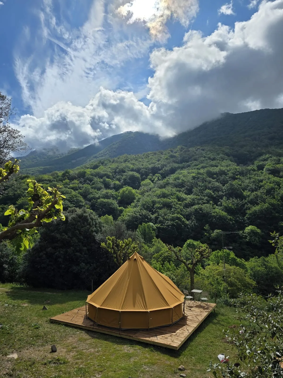 Tenda Falguera de campana en una clariana del bosc del Montseny