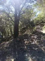 Corriol que puja cap al Fitó, amb el cartell en un arbre