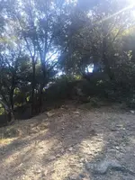 Corriol que puja pel bosc cap al Fitó