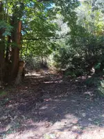 Corriol entre castanyers, en deixar la pista