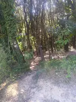 Cruïlla de corriols al bosc