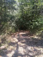 Corriol que baixa pel bosc
