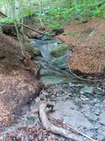 El llit de roca del torrent, gairebé sec, entre fulles caigudes