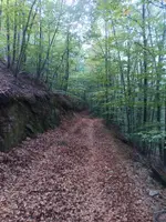 La pista del GR 5.2, ampla i coberta de fulles, entre faigs