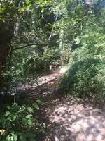 Camí vora la riera, sota els arbres