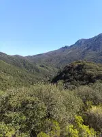 Montañas y bosque desde el Coll Sa-riera