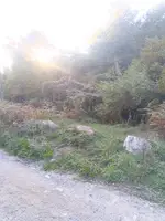 Murs en ruïnes entre la vegetació