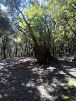 El Castanyer del Drac, de tronco retorcido, junto al camino