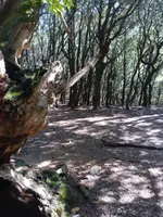 El tronco del castaño, de cerca