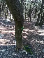 El bosque junto al castaño, con una marca verde en un árbol